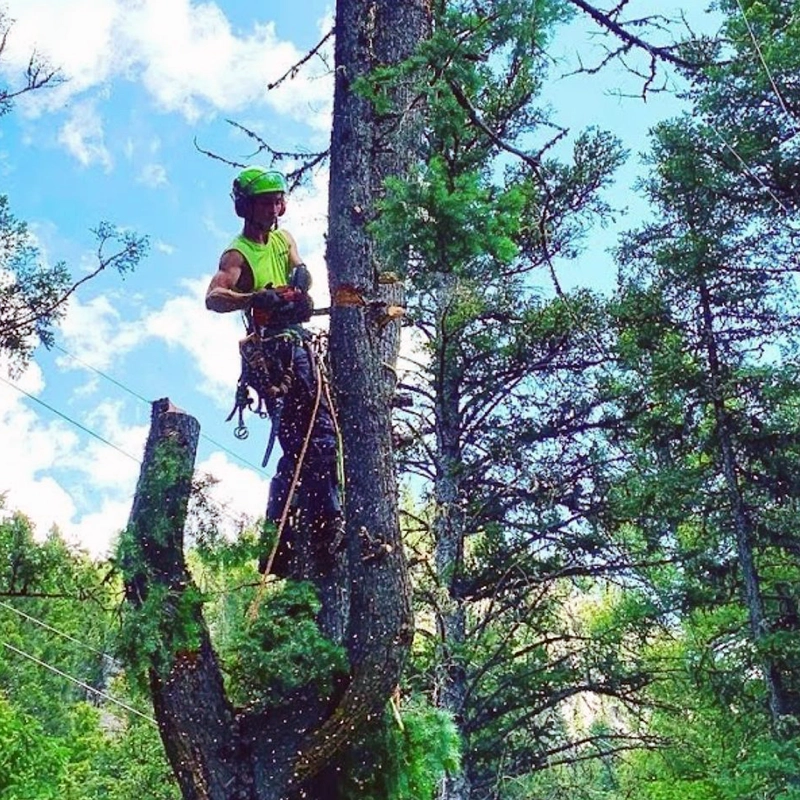 Tree Removal Services