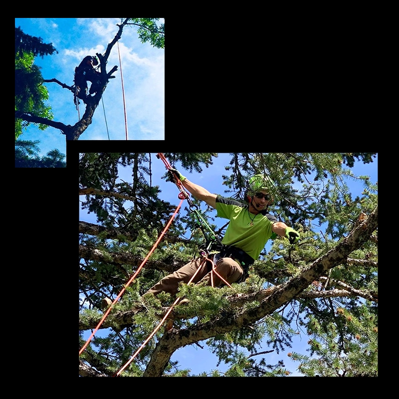 Rootbound Arborists, Bozeman, Montana
