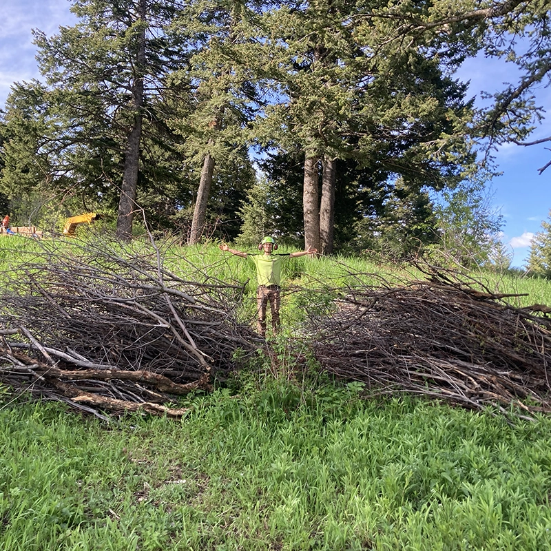 Tree Pruning Service In Bozeman MT