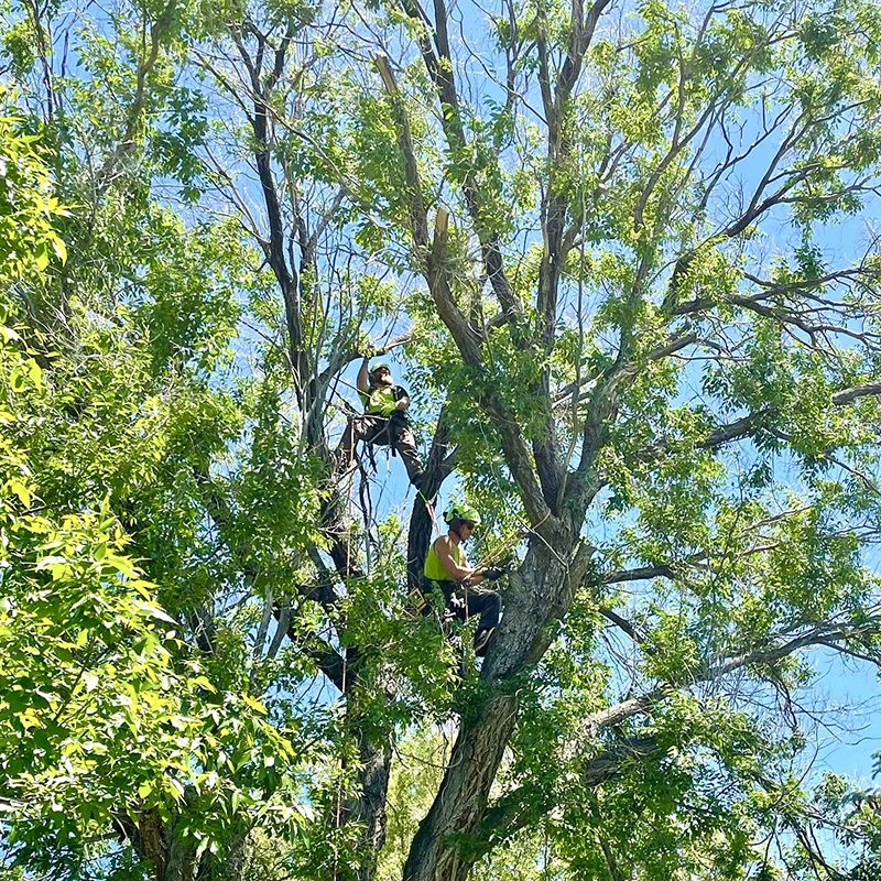 Tree Pruning Service