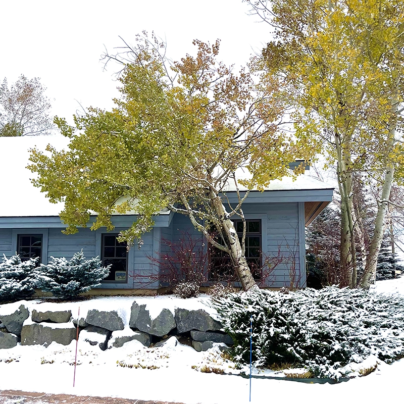 Tree Risk Assessment Service In Bozeman MT