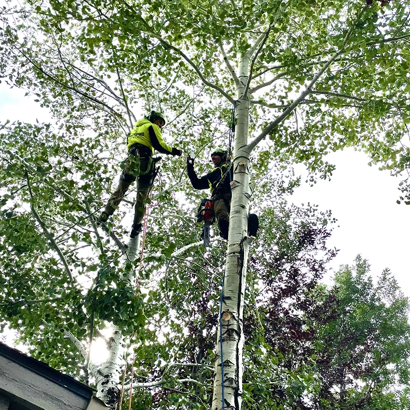 Cabling And Bracing Services