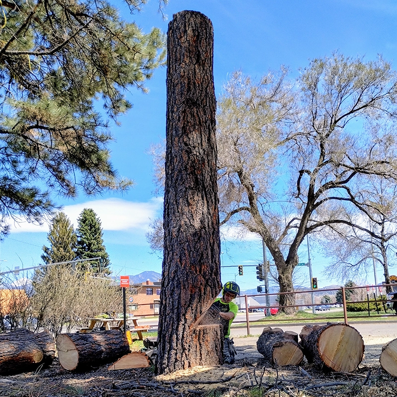 Land Clearing Services In Bozeman MT
