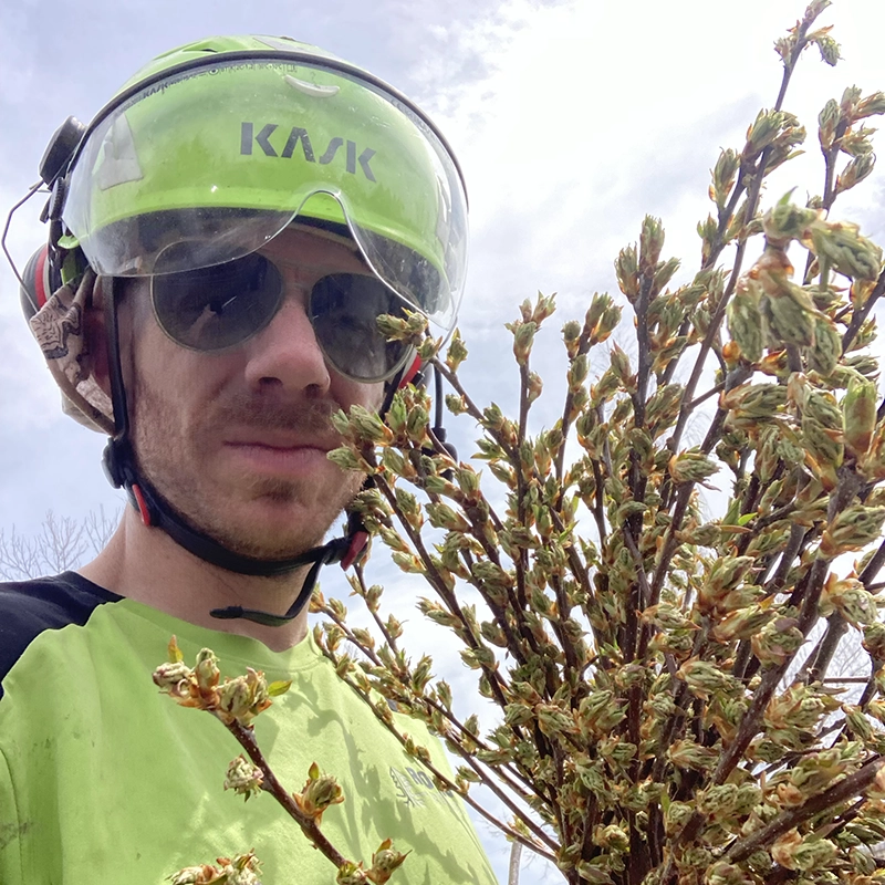 Plant Health Care Services In Bozeman MT