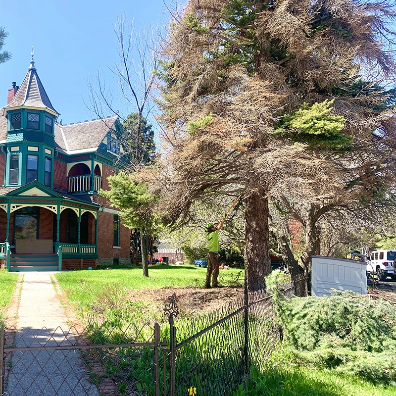 Plant Health Care Services