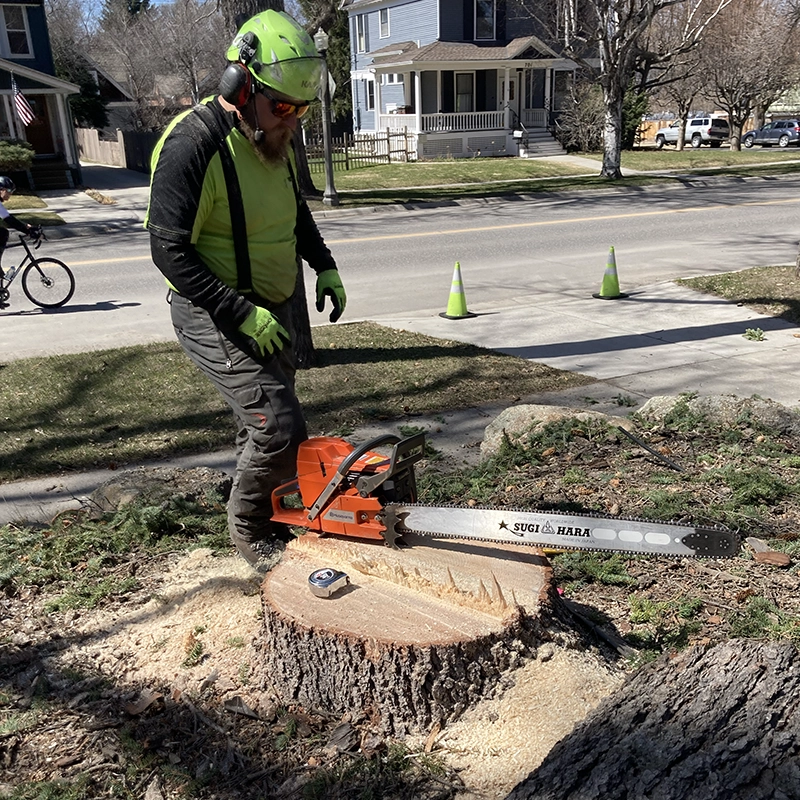 Stump Grinding Services In Bozeman MT