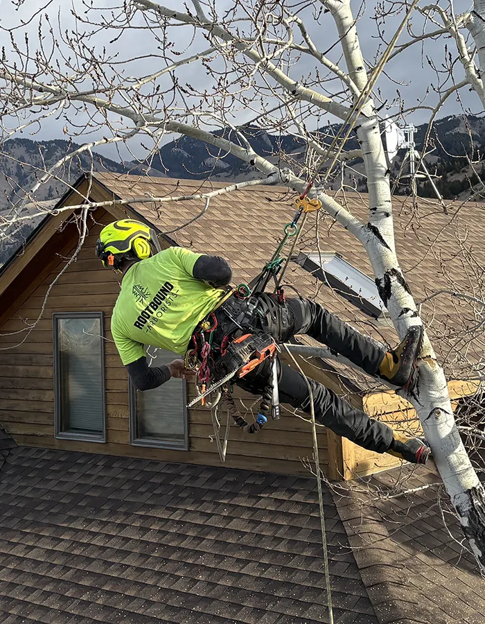 An Arborist Tree Pruning
