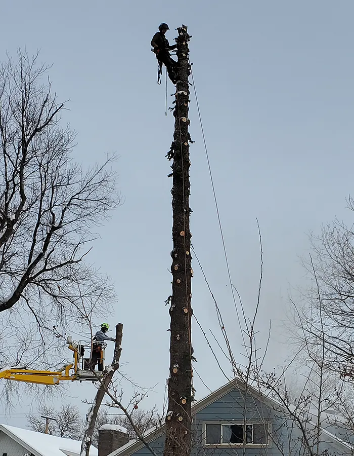 Arborist Dismantling A Dangerous Tree