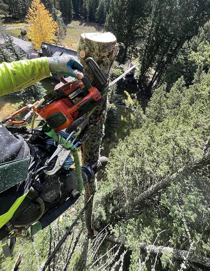Arborist Removing A Tree