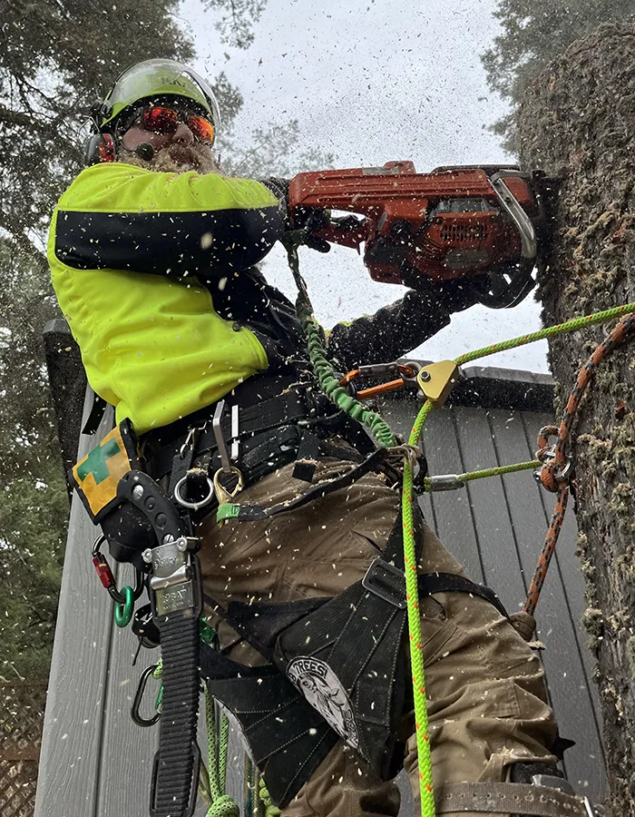 Arborist With Chainsaw