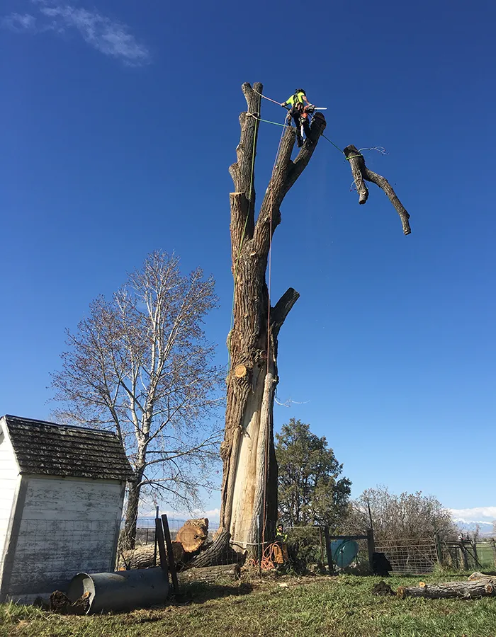 Dismantling A Tree
