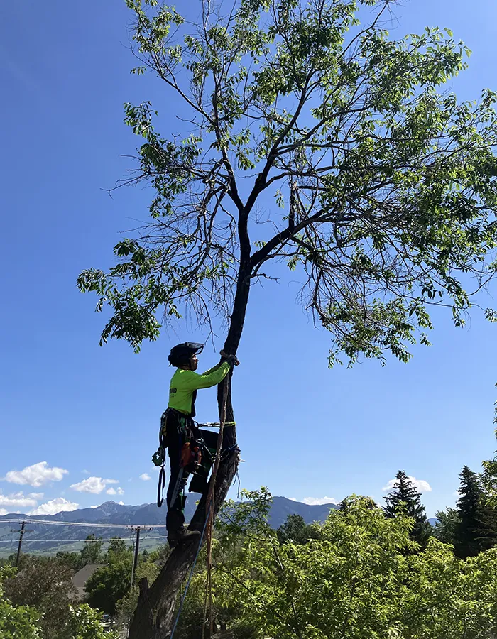 Tree Pruning Services In Bozeman